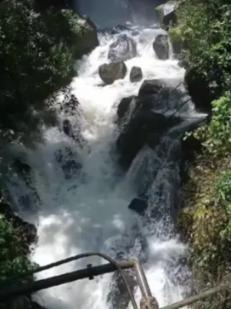 大鹰森林逃生